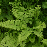 Hardy Fern Adiantum pedatum